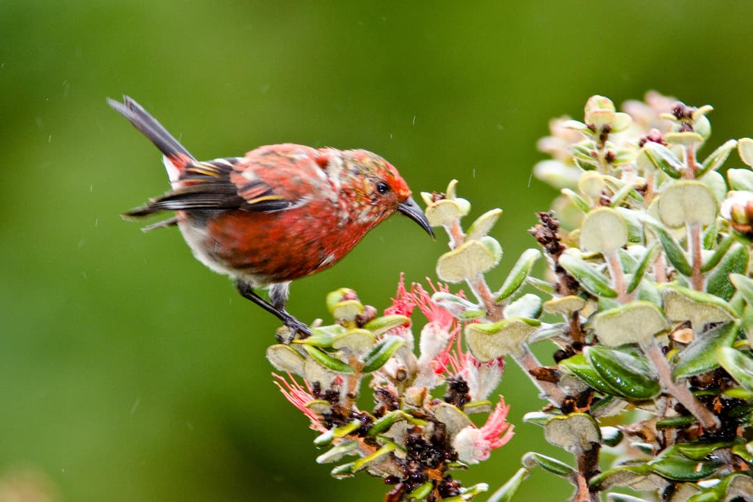 Haleakalā National Park